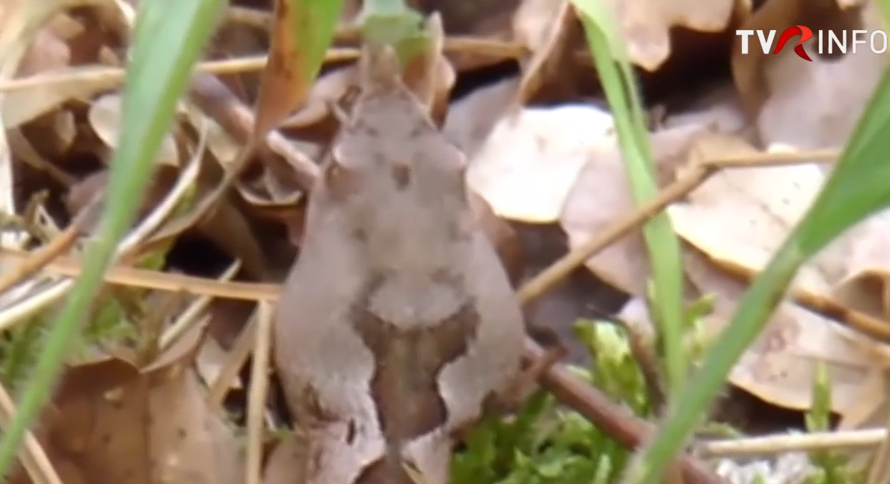 Viperele cu corn, un pericol ascuns pentru turiștii din Clisura Dunării și Băile Herculane