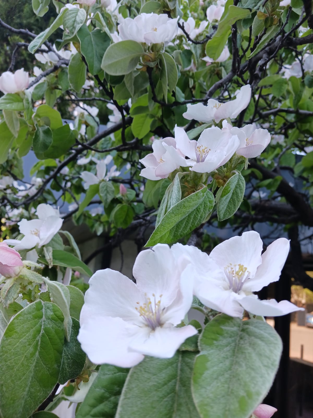 Vremea se răcește accentuat, luni, în sudul ţării. Prognoza săptămânii viitoare