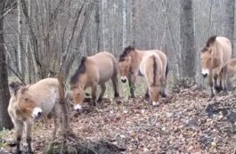 Rusia susţine că a atacat masiv infrastructuri militare în Ucraina noaptea trecută. Un responsabil ucrainean, rănit