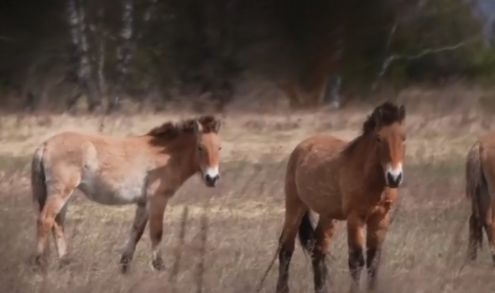 Misterul cailor de la Cernobîl. Cum supraviețuiesc animalele sălbatice în zona contaminată