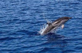 Delfin în ocean / Pixabay