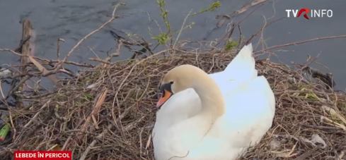 O familie de lebede care și-a construit cuibul pe Someşul Mic, în zona Parcului central din Cluj-Napoca, în pericol