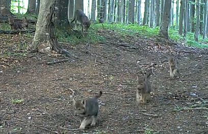 Familie de lupi,  filmată în Parcul Național Semenic