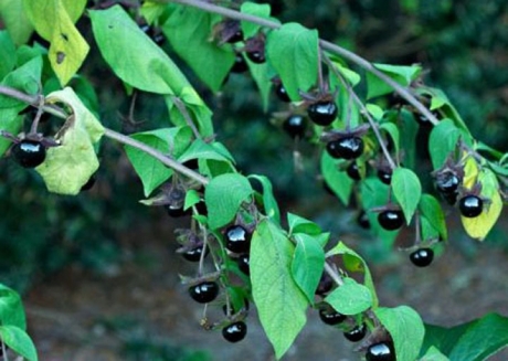 Sfântul Mare Mucenic Gheorghe și legenda balaurului