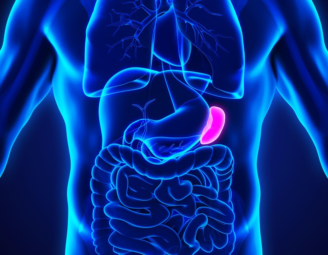 Descoperire medicală: splina ar putea juca un rol-cheie în recuperarea după AVC