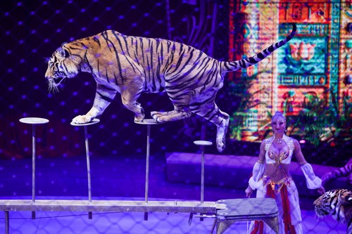 Un tigru a sărit din arenă în rândurile spectatorilor în timpul unui spectacol de circ în Rusia