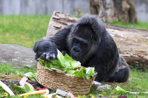 Cea mai bătrână gorilă din lume a împlinit 69 de ani. Cum a fost sărbătorită