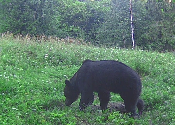 Deputații și senatorii au votat dublarea cotei de vânătoare a urșilor