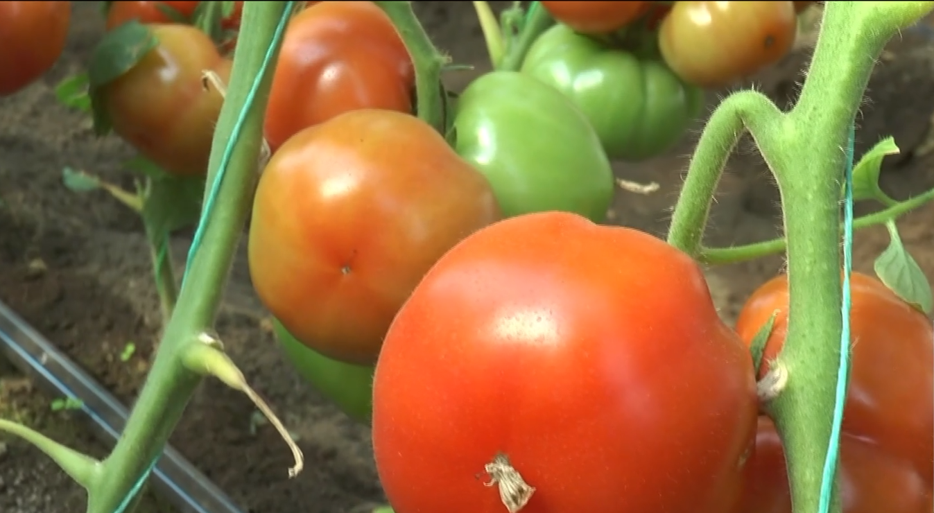 Roșiile românești de Mehedinți au ajuns pe tarabe. Prețurile variază de la 20 de lei la producător la 40 de lei în piață