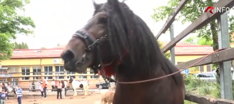 Cai de rasă, ponei și măgăruşi, la Universitatea de Științe Agricole și Medicină Veterinară din Cluj-Napoca