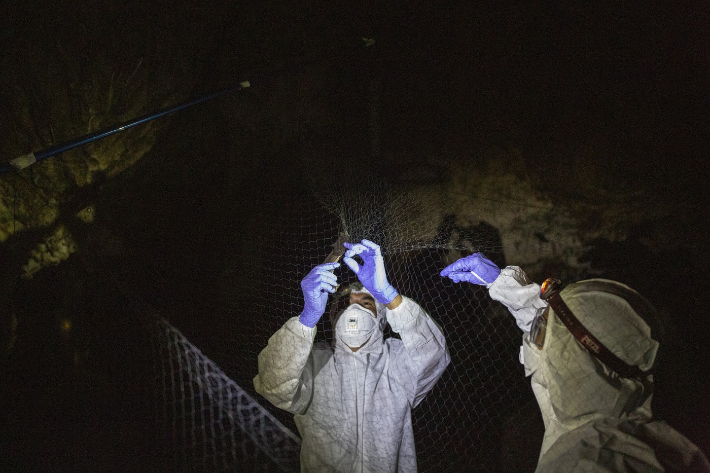 A fost descoperit un nou grup de coronavirusuri strâns înrudite cu SARS-CoV-2, care ar putea infecta oamenii