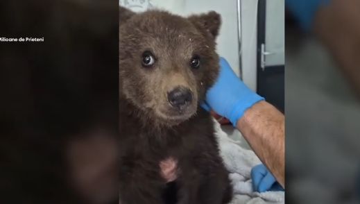 Un pui de urs singur, înfometat și subnutrit a fost salvat din zona Tâmpa, Brașov