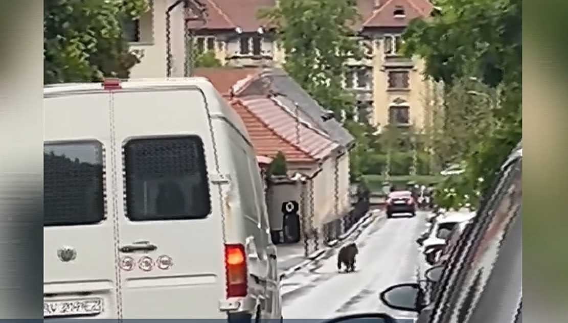 Un urs, pe străzile din centrul istoric al Braşovului