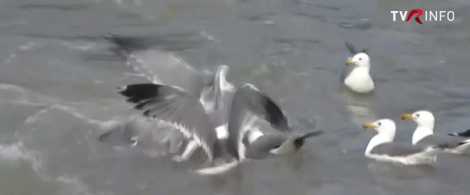 Milioane de peşti numiţi “chefali de perle” au început migraţia anuală din Lacul Van din estul Turciei