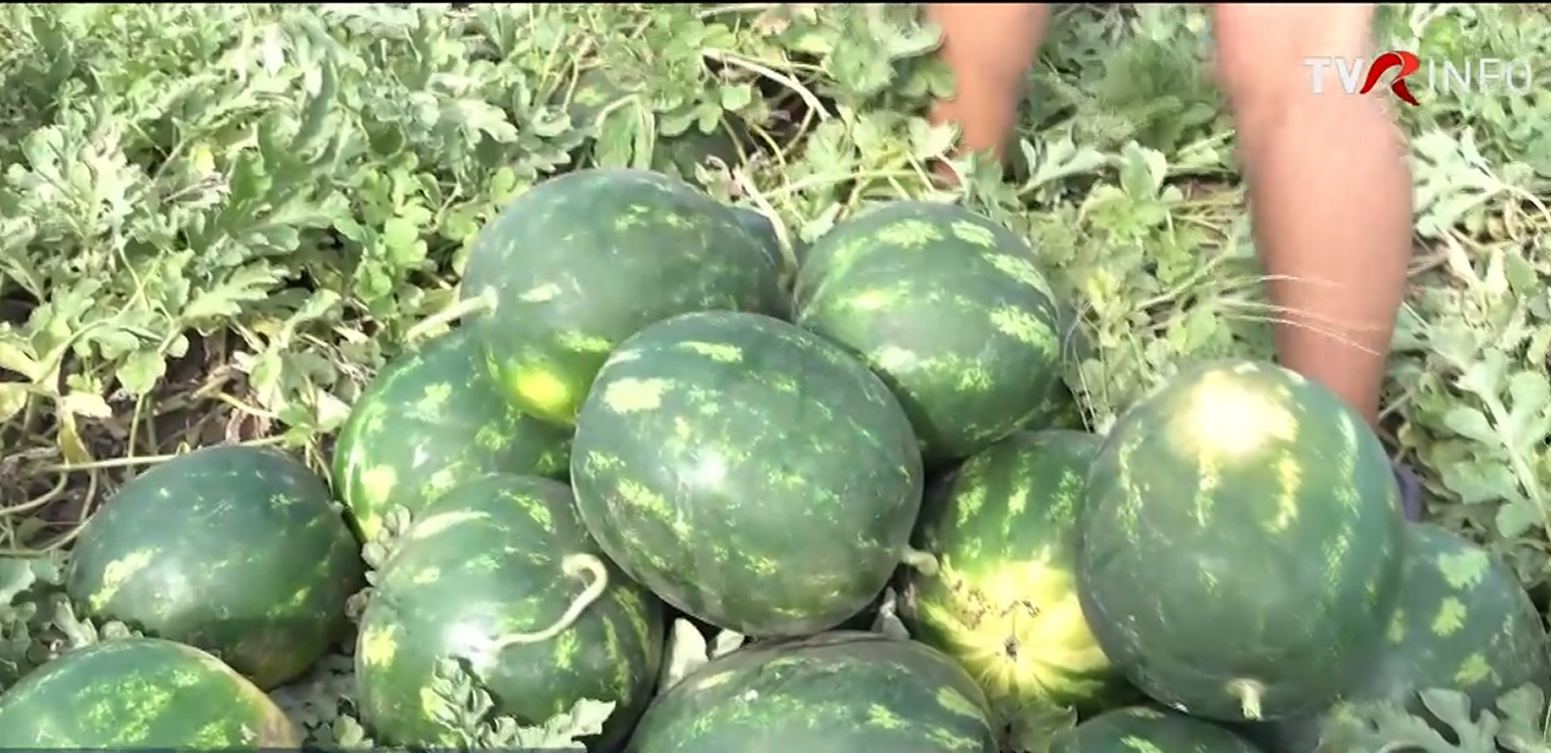 Lubenița de Lovrin rivalizează cu pepenele de Dăbuleni, producția a scăzut
