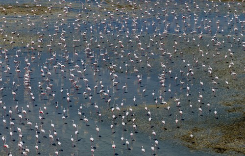 Spectacol al naturii în Turcia: mii de păsări flamingo, pe lacul Tuz