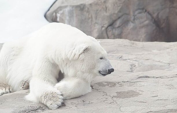 Urs polar / Pixabay