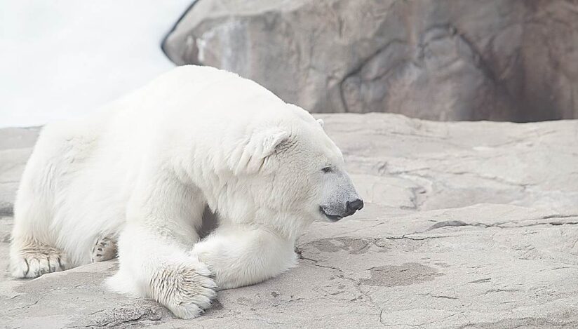 Urs polar / Pixabay